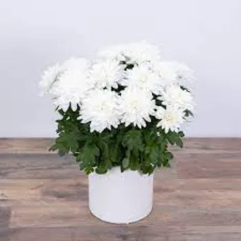 White Chrysanthemum Plant